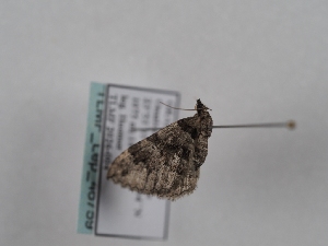  ( - TLMF_Lep_46759)  @11 [ ] CreativeCommons - Attribution Non-Commercial Share-Alike (2025) Peter Huemer Tiroler Landesmuseum