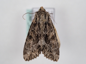  ( - TLMF_Lep_46769)  @11 [ ] CreativeCommons - Attribution Non-Commercial Share-Alike (2025) Peter Huemer Tiroler Landesmuseum