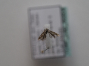  ( - TLMF_Lep_46804)  @11 [ ] CreativeCommons - Attribution Non-Commercial Share-Alike (2025) Peter Huemer Tiroler Landesmuseum