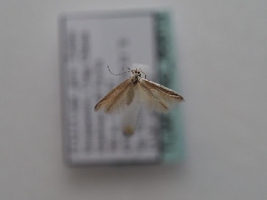  ( - TLMF_Lep_46813)  @11 [ ] CreativeCommons - Attribution Non-Commercial Share-Alike (2025) Peter Huemer Tiroler Landesmuseum