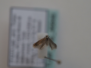  ( - TLMF_Lep_46849)  @11 [ ] CreativeCommons - Attribution Non-Commercial Share-Alike (2025) Peter Huemer Tiroler Landesmuseum