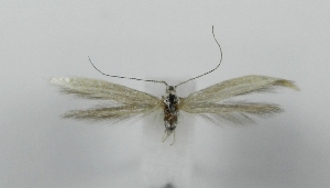  ( - TLMF_Lep_46889)  @11 [ ] CreativeCommons - Attribution Non-Commercial Share-Alike (2025) Giorgio Baldizzone Tiroler Landesmuseum