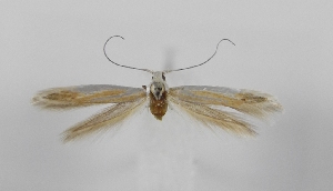  ( - TLMF_Lep_46890)  @11 [ ] CreativeCommons - Attribution Non-Commercial Share-Alike (2025) Giorgio Baldizzone Tiroler Landesmuseum