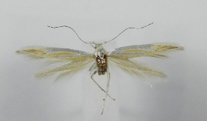  ( - TLMF_Lep_46891)  @11 [ ] CreativeCommons - Attribution Non-Commercial Share-Alike (2025) Giorgio Baldizzone Tiroler Landesmuseum