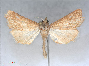  (Epimetasia rufoarenalis - RMNH.5010092)  @15 [ ] CreativeCommons - Attribution Non-Commercial Share-Alike (2014) Unspecified Naturalis, Biodiversity Centre