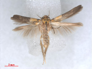  (Stathmopoda auriferella - RMNH.5010154)  @14 [ ] CreativeCommons - Attribution Non-Commercial Share-Alike (2014) Unspecified Naturalis, Biodiversity Centre