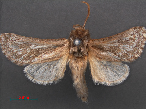  (Eremocossus vaulogeri - RMNH.INS.537605)  @13 [ ] CreativeCommons - Attribution Non-Commercial Share-Alike (2012) Unspecified Naturalis, Biodiversity Centre