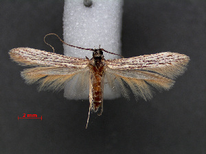  (Coleophora viettella - RMNH.INS.537664)  @11 [ ] CreativeCommons - Attribution Non-Commercial Share-Alike (2012) Unspecified Naturalis, Biodiversity Centre