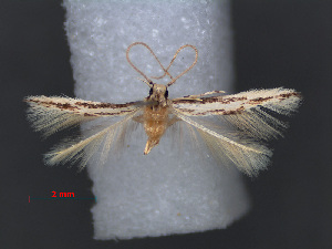  (Coccidiphila nivea - RMNH.INS.537732)  @13 [ ] CreativeCommons - Attribution Non-Commercial Share-Alike (2012) Unspecified Naturalis, Biodiversity Centre