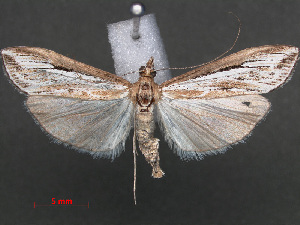  (Euclasta mirabilis - RMNH.INS.537997)  @13 [ ] CreativeCommons - Attribution Non-Commercial Share-Alike (2012) Unspecified Naturalis, Biodiversity Centre