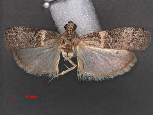  (Belutchistania squamalis - RMNH.INS.538046)  @12 [ ] CreativeCommons - Attribution Non-Commercial Share-Alike (2012) Unspecified Naturalis, Biodiversity Centre