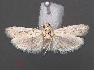  (Epischnia albella - RMNH.INS.538099)  @13 [ ] CreativeCommons - Attribution Non-Commercial Share-Alike (2012) Unspecified Naturalis, Biodiversity Centre