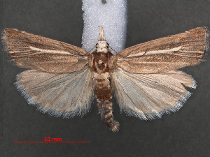  (Amselia heringiharigi - RMNH.INS.538125)  @13 [ ] CreativeCommons - Attribution Non-Commercial Share-Alike (2012) Unspecified Naturalis, Biodiversity Centre