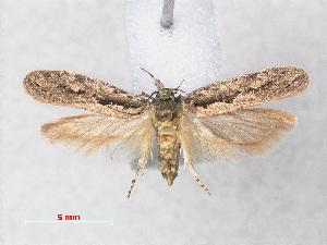  (Ornativalva plutelliformis - RMNH.INS.543796)  @13 [ ] CreativeCommons - Attribution Non-Commercial Share-Alike (2012) Unspecified Naturalis, Biodiversity Centre