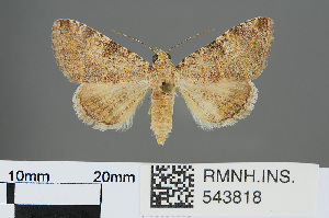  (Gnamptonyx innexa - RMNH.INS.543818)  @14 [ ] CreativeCommons - Attribution Non-Commercial Share-Alike (2012) Unspecified Naturalis, Biodiversity Centre