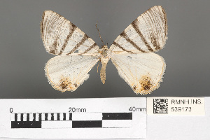  (Myrteta planaria - RMNH.INS.539173)  @14 [ ] CreativeCommons - Attribution Non-Commercial Share-Alike (2013) Unspecified Naturalis, Biodiversity Centre