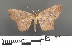  (Zethenia albonotaria nesiotis - RMNH.INS.539237)  @11 [ ] CreativeCommons - Attribution Non-Commercial Share-Alike (2013) Unspecified Naturalis, Biodiversity Centre