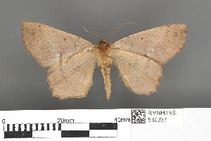  (Zethenia albonotaria nesiotis - RMNH.INS.539237)  @11 [ ] CreativeCommons - Attribution Non-Commercial Share-Alike (2013) Unspecified Naturalis, Biodiversity Centre