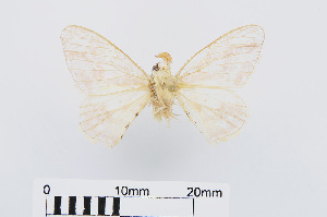  (Penicillifera tetrapuncta - RMNH.INS.549968)  @11 [ ] CreativeCommons - Attribution Non-Commercial Share-Alike (2012) Unspecified Naturalis, Biodiversity Centre
