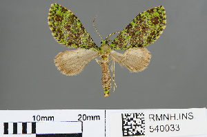  (Tristeirometa curvistriga - RMNH.INS.540033)  @11 [ ] CreativeCommons - Attribution Non-Commercial Share-Alike (2013) Unspecified Naturalis, Biodiversity Centre