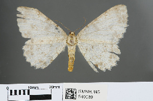  (Medasina obitarata - RMNH.INS.540089)  @13 [ ] CreativeCommons - Attribution Non-Commercial Share-Alike (2013) Unspecified Naturalis, Biodiversity Centre