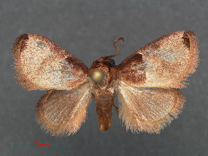  (Pseudidonauton vexa - RMNH.INS.540285)  @14 [ ] CreativeCommons - Attribution Non-Commercial Share-Alike (2012) Unspecified Naturalis, Biodiversity Centre