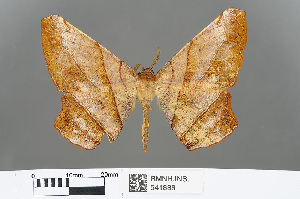  (Dalima truncataria - RMNH.INS.541888)  @14 [ ] CreativeCommons - Attribution Non-Commercial Share-Alike (2013) Unspecified Naturalis, Biodiversity Centre