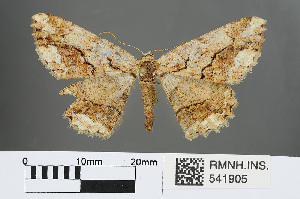 (Alcis albifera - RMNH.INS.541905)  @11 [ ] CreativeCommons - Attribution Non-Commercial Share-Alike (2013) Unspecified Naturalis, Biodiversity Centre