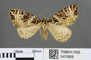  (Eustroma aerosum - RMNH.INS.541909)  @14 [ ] CreativeCommons - Attribution Non-Commercial Share-Alike (2013) Unspecified Naturalis, Biodiversity Centre