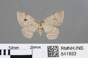  (Hydrelia rufinota - RMNH.INS.541933)  @11 [ ] CreativeCommons - Attribution Non-Commercial Share-Alike (2013) Unspecified Naturalis, Biodiversity Centre