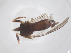  ( - BIOUG36713-B10)  @11 [ ] CreativeCommons - Attribution Share - Alike (2025) Centre for Biodiversity Genomics Centre for Biodiversity Genomics