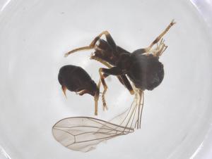  ( - BIOUG36713-H09)  @11 [ ] CreativeCommons - Attribution Share - Alike (2025) Centre for Biodiversity Genomics Centre for Biodiversity Genomics