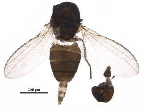  ( - BIOUG36866-E07)  @11 [ ] CreativeCommons - Attribution (2018) CBG Photography Group Centre for Biodiversity Genomics