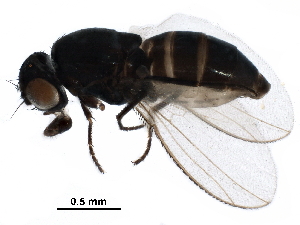  ( - BIOUG36867-B09)  @11 [ ] CreativeCommons - Attribution (2018) CBG Photography Group Centre for Biodiversity Genomics
