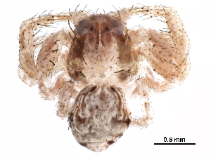  ( - BIOUG36888-E09)  @11 [ ] CreativeCommons - Attribution (2018) CBG Photography Group Centre for Biodiversity Genomics