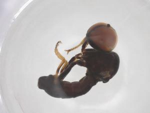  ( - BIOUG36897-C09)  @11 [ ] CreativeCommons - Attribution Share - Alike (2025) Centre for Biodiversity Genomics Centre for Biodiversity Genomics