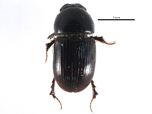  ( - CCDB-28934-A04)  @13 [ ] CreativeCommons - Attribution (2015) CBG Photography Group Centre for Biodiversity Genomics
