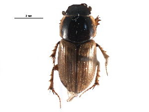  ( - CCDB-28934-A08)  @11 [ ] CreativeCommons - Attribution (2015) CBG Photography Group Centre for Biodiversity Genomics