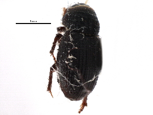  ( - CCDB-28934-A11)  @11 [ ] CreativeCommons - Attribution (2015) CBG Photography Group Centre for Biodiversity Genomics
