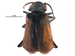  ( - CCDB-28934-D01)  @11 [ ] CreativeCommons - Attribution (2015) CBG Photography Group Centre for Biodiversity Genomics