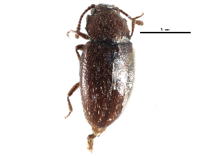  ( - CCDB-28934-F05)  @11 [ ] CreativeCommons - Attribution (2015) CBG Photography Group Centre for Biodiversity Genomics