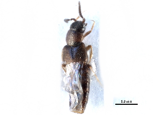  ( - CCDB-28936-B12)  @11 [ ] CreativeCommons - Attribution (2015) CBG Photography Group Centre for Biodiversity Genomics