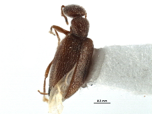  ( - CCDB-28937-B03)  @11 [ ] CreativeCommons - Attribution (2015) CBG Photography Group Centre for Biodiversity Genomics