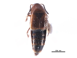  ( - CCDB-28937-E06)  @11 [ ] CreativeCommons - Attribution (2015) CBG Photography Group Centre for Biodiversity Genomics