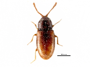  ( - CCDB-28937-H02)  @11 [ ] CreativeCommons - Attribution (2015) CBG Photography Group Centre for Biodiversity Genomics