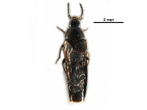  (Aleochara podocarpoides - CCDB-30578-D01)  @11 [ ] CreativeCommons - Attribution (2017) CBG Photography Group Centre for Biodiversity Genomics