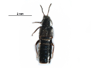  (Aleochara villosa - CCDB-30578-D07)  @11 [ ] CreativeCommons - Attribution (2017) CBG Photography Group Centre for Biodiversity Genomics