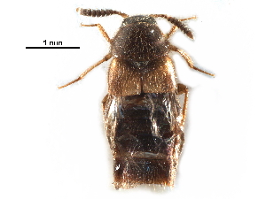  (Aleochara breviuscula - CCDB-30578-D09)  @11 [ ] CreativeCommons - Attribution (2017) CBG Photography Group Centre for Biodiversity Genomics