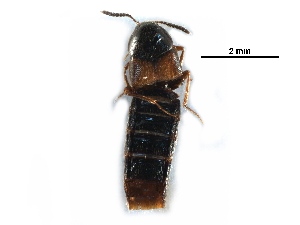  ( - CCDB-30578-D12)  @11 [ ] CreativeCommons - Attribution (2017) CBG Photography Group Centre for Biodiversity Genomics