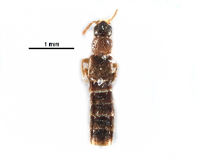  ( - CCDB-30578-F06)  @11 [ ] CreativeCommons - Attribution (2017) CBG Photography Group Centre for Biodiversity Genomics